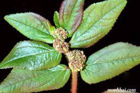 Check Out 16 Health Benefits Of Snake-weed Herb Which You Probably Did Not Know- [CHECK OUT]